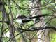 Long-tailed Tit (Aegithalos caudatus) 