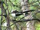Long-tailed Tit (Aegithalos caudatus)