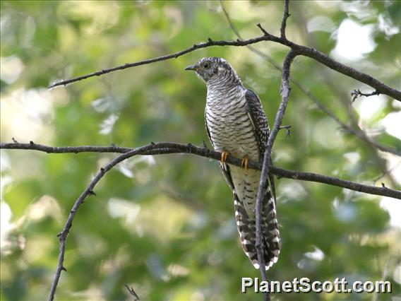 Oriental Cuckoo (Cuculus optatus)