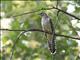 Oriental Cuckoo (Cuculus saturatus) Juvenile