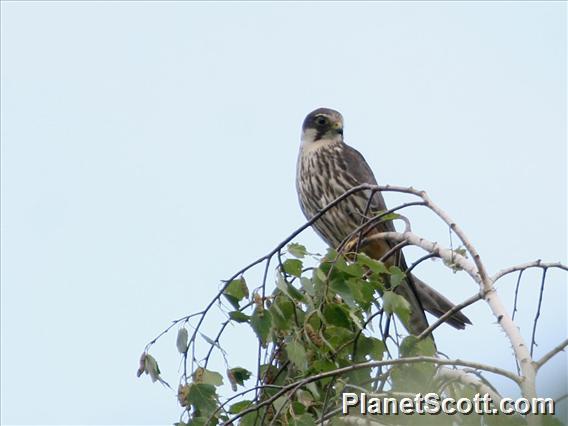 Eurasian Hobby (Falco subbuteo)