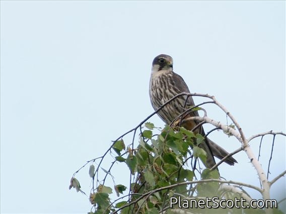 Peregrine Falcon (Falco peregrinus)