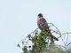 Peregrine Falcon (Falco peregrinus)