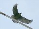 Peregrine Falcon (Falco peregrinus)