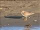 Little Ringed Plover (Charadrius dubius) Juvenile