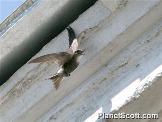 Pacific Swift (Apus pacificus)