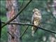 Common Buzzard (Buteo buteo) Juvenile