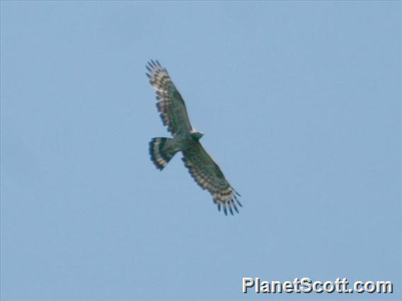 Oriental Honey-buzzard (Pernis ptilorhynchus)