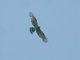 Oriental Honey-buzzard (Pernis ptilorhyncus)