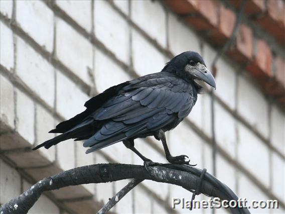 Rook (Corvus frugilegus) 