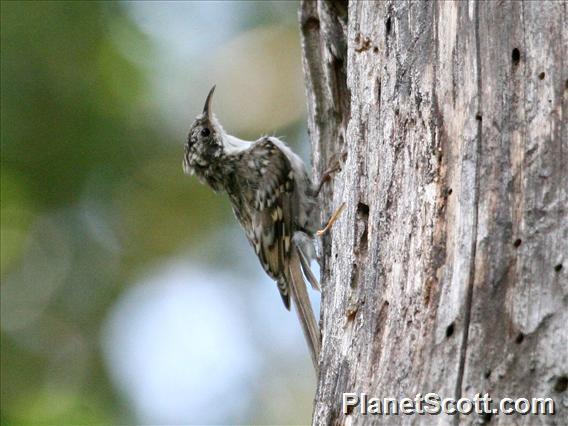 Eurasian Treecreeper (Certhia familiaris)