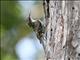 Eurasian Tree-Creeper (Certhia familiaris) 