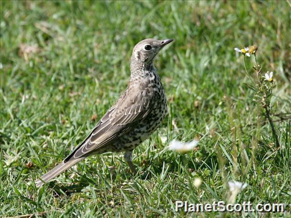 Mistle Thrush (Turdus viscivorus)