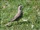 Mistle Thrush (Turdus viscivorus) 