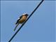 Daurian Redstart (Phoenicurus auroreus) 