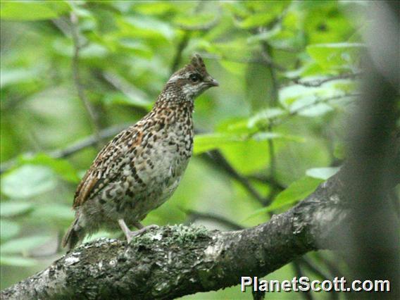 Hazel Grouse (Tetrastes bonasia)