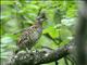 Hazel Grouse (Tetrastes bonasia) Female