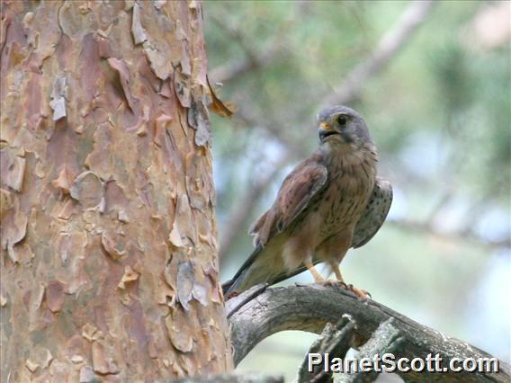 Eurasian Kestrel (Falco tinnunculus)