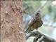 Common Kestrel (Falco tinnunculus) 