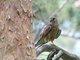 Common Kestrel (Falco tinnunculus)