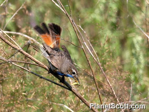 Bluethroat (Luscinia svecica)