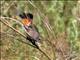 Bluethroat (Luscinia svecica) Male