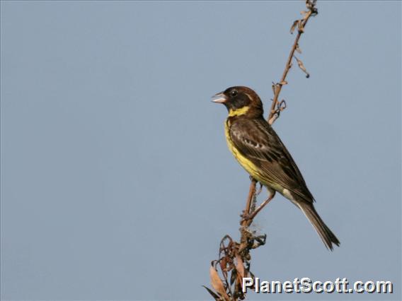 Yellow-breasted Bunting (Emberiza aureola)