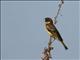 Yellow-breasted Bunting (Emberiza aureola) Male