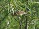 Yellow-breasted Bunting (Emberiza aureola) Female