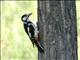 Great Spotted Woodpecker (Dendrocopos major) Male