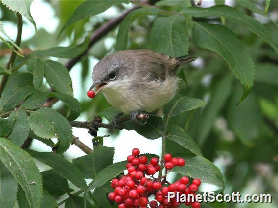 Lesser Whitethroat (Curruca curruca)