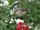 Lesser Whitethroat (Sylvia curruca) 