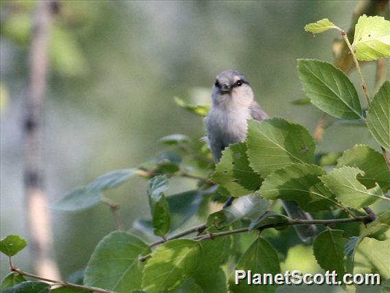 Azure Tit (Cyanistes cyanus)