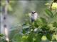 Azure Tit (Parus cyanus) 