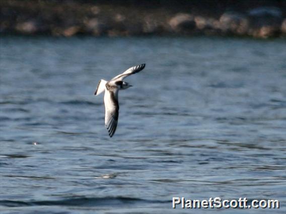 Little Gull (Hydrocoloeus minutus)