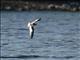 Little Gull (Larus minutus) 