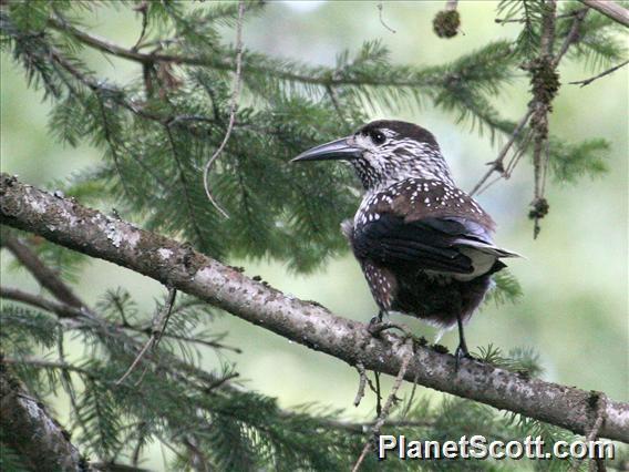 Northern Nutcracker (Nucifraga caryocatactes)