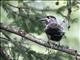 Spotted Nutcracker (Nucifraga caryocatactes) 