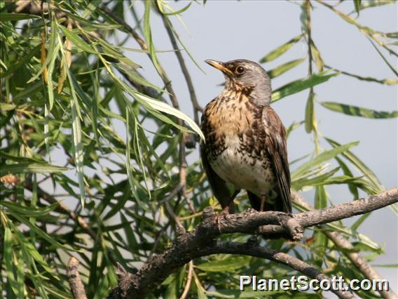 Fieldfare (Turdus pilaris)