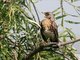 Fieldfare (Turdus pilaris)