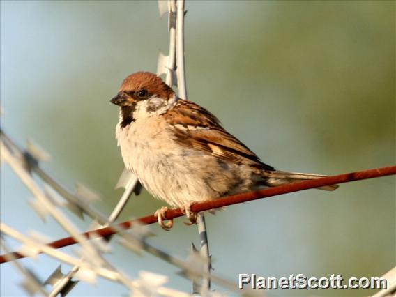 Eurasian Tree Sparrow (Passer montanus)