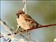 Eurasian Tree Sparrow (Passer montanus) 