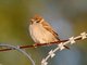 Eurasian Tree Sparrow (Passer montanus)