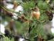 Ortolan Bunting (Emberiza hortulana) Male