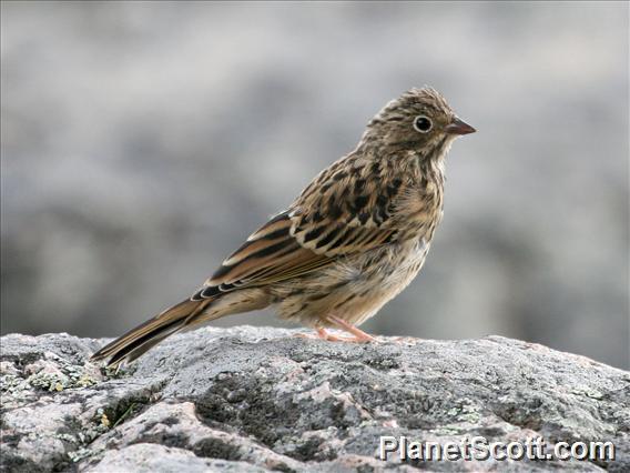 Ortolan Bunting (Emberiza hortulana)