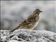 Ortolan Bunting (Emberiza hortulana) Female