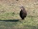 Carrion Crow (Corvus corone)