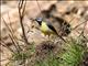 Grey Wagtail (Motacilla cinerea) Male