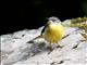 Grey Wagtail (Motacilla cinerea) Female