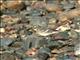 Citrine Wagtail (Motacilla citreola) 1st Winter